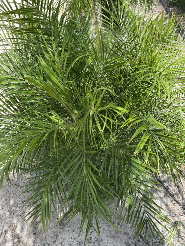 Pygmy Date Palm Triple Headed - Image 2