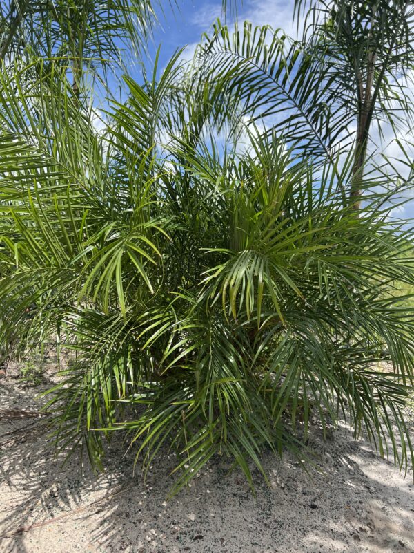 Pygmy Date Palm Triple Headed
