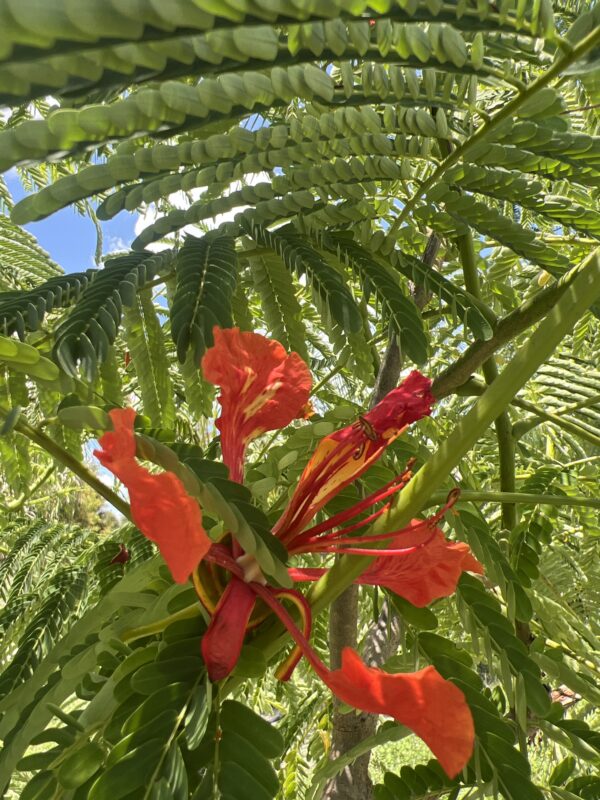 Royal Poinciana - Image 4