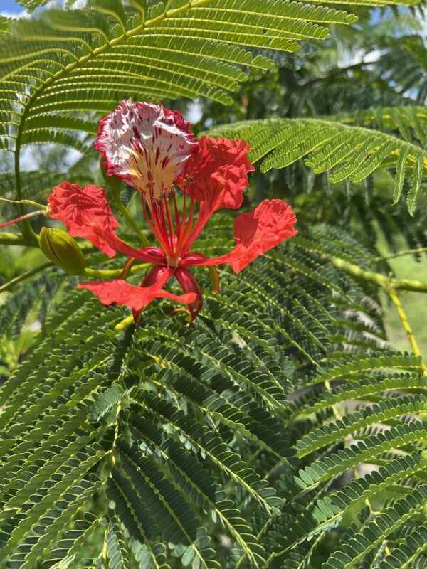 Royal Poinciana - Image 2