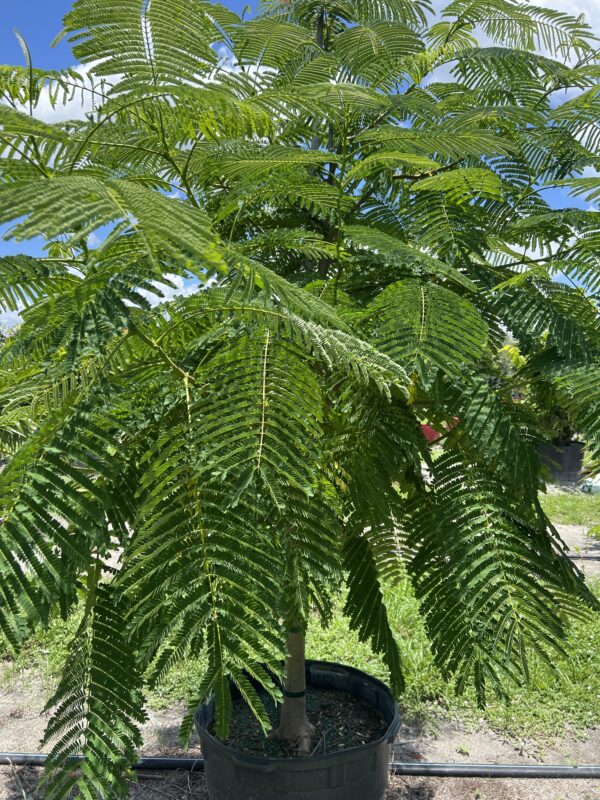 Royal Poinciana - Image 3
