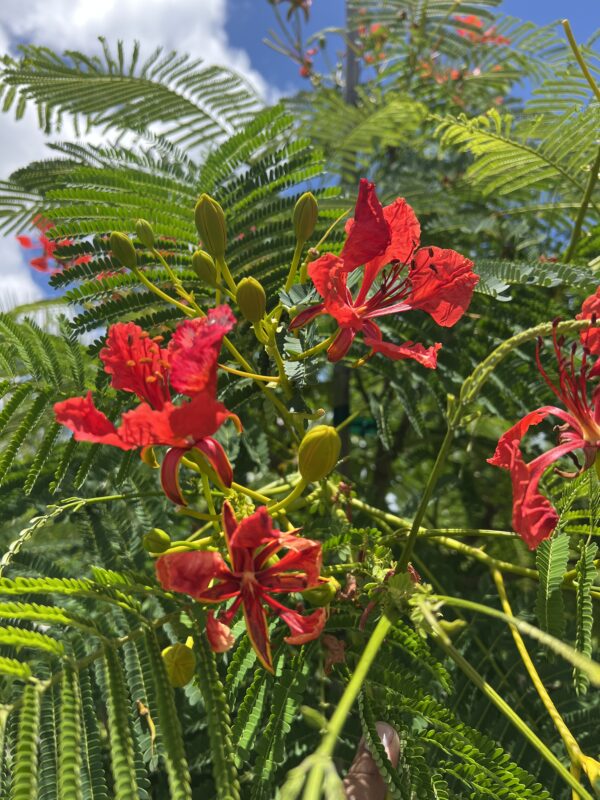 Royal Poinciana