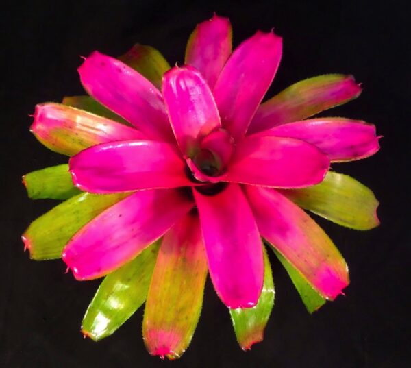 Shocking Pink