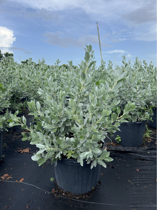 Silver Buttonwood