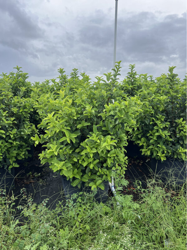 Viburnum Odoratissimum