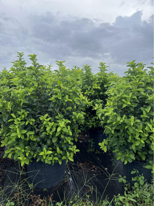 Viburnum Odoratissimum - Image 2
