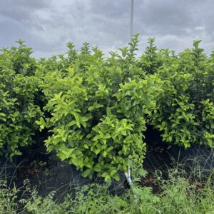 Shrubs & Hedges