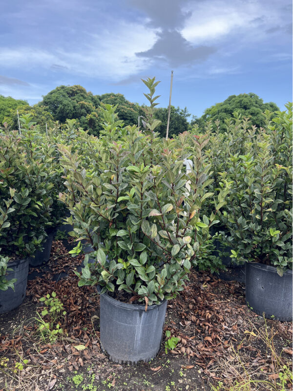 Viburnum Suspensum - Image 2