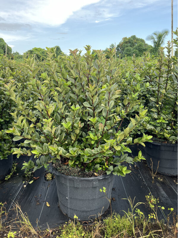 Viburnum Suspensum