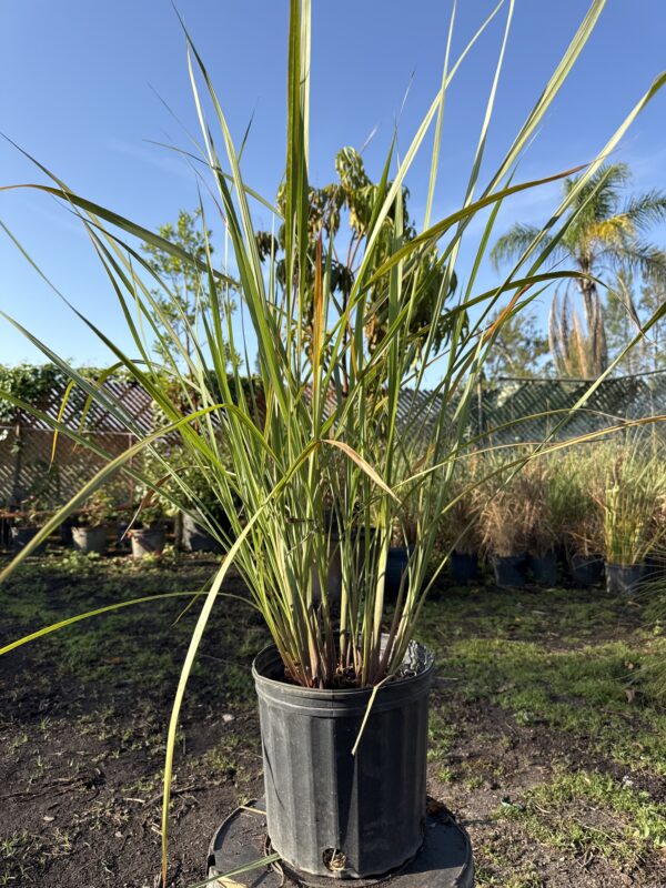 Fakahatchee Grass