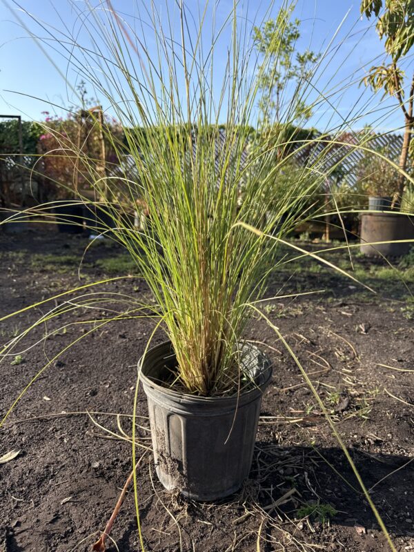 White Fountain Grass