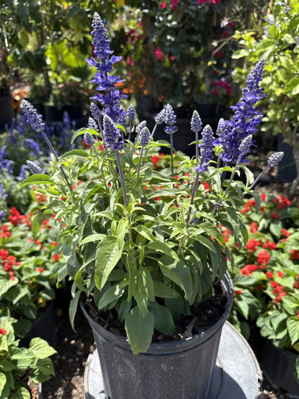 Salvia Purple