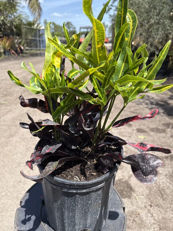 Croton Mammy