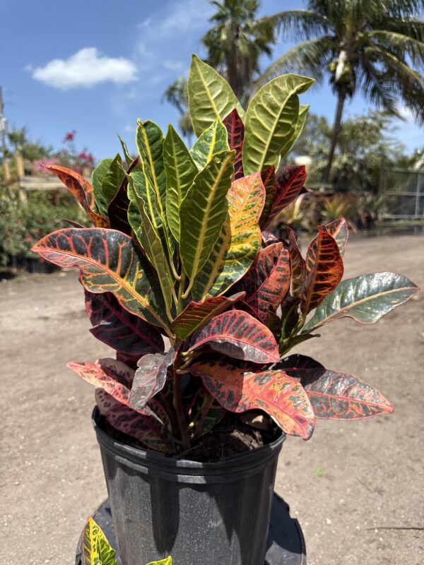Croton Petra