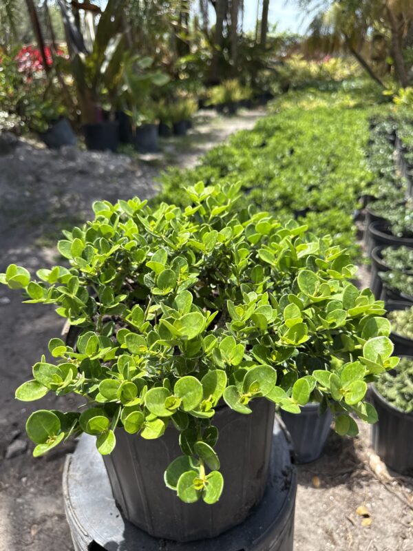 Green Island Ficus