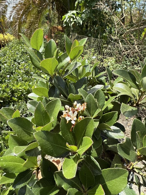Indian Hawthorn