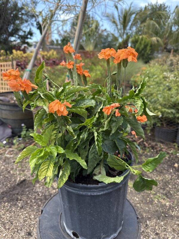 Crossandra