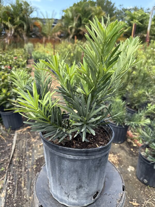Dwarf Podocarpus