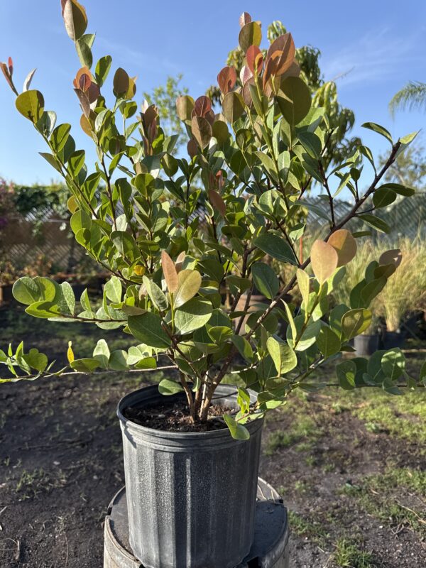 Cocoplum