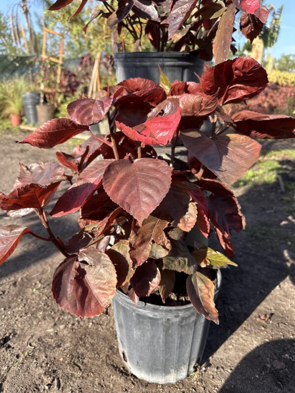 Copper Leaf Red
