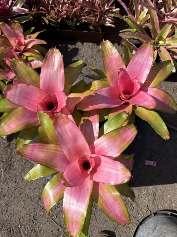 Pink Sensation
