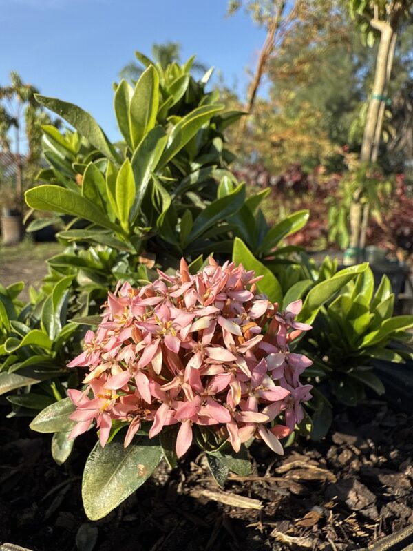 Pink Dwarf Ixora