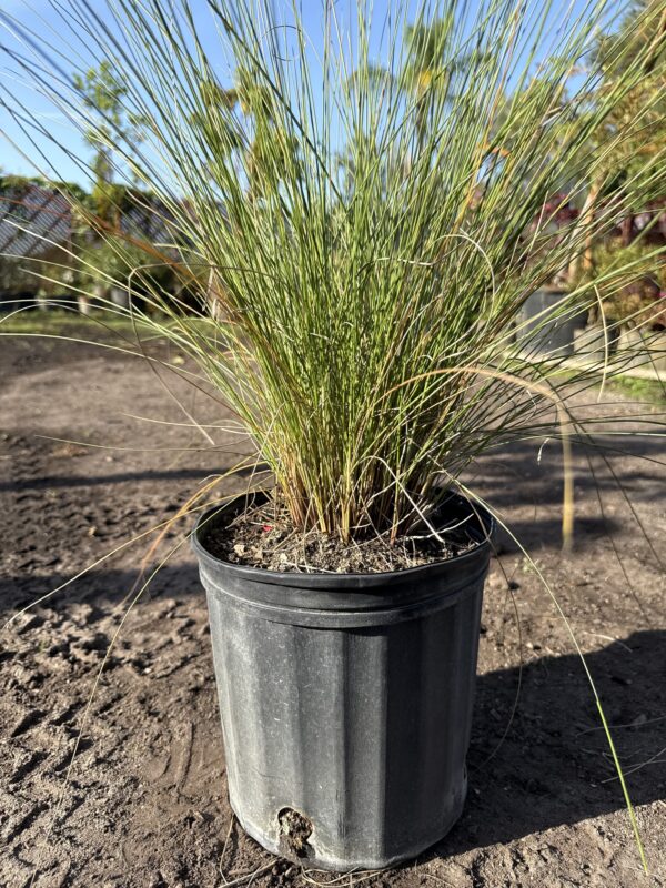 Muhly Grass