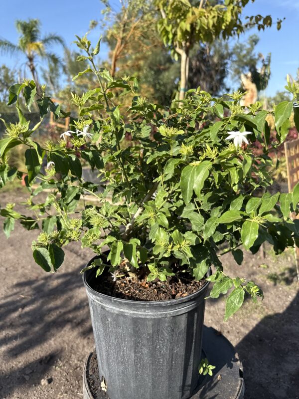 Downy Jasmine
