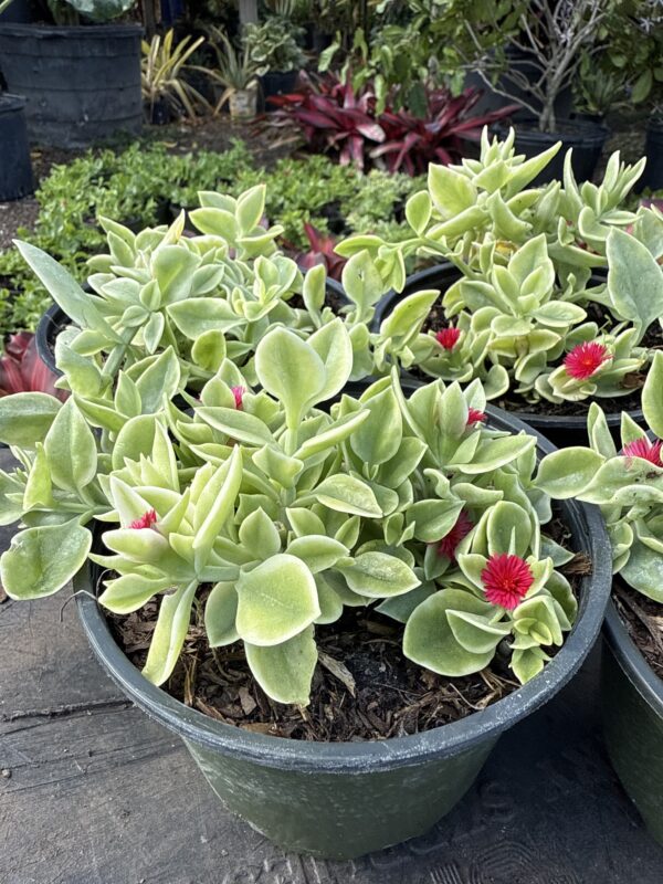 Variegated Baby Sun Rose