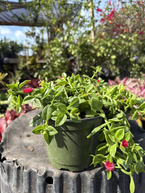 Green Baby Sun Rose