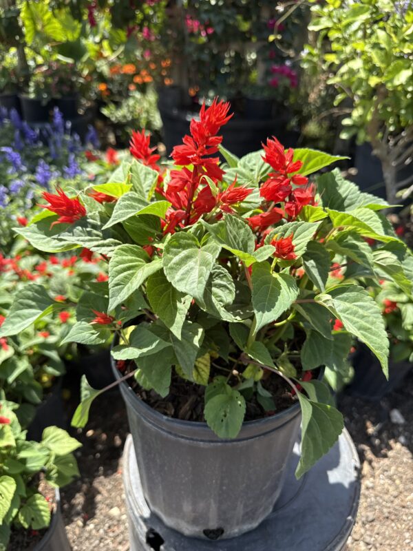 Salvia Red