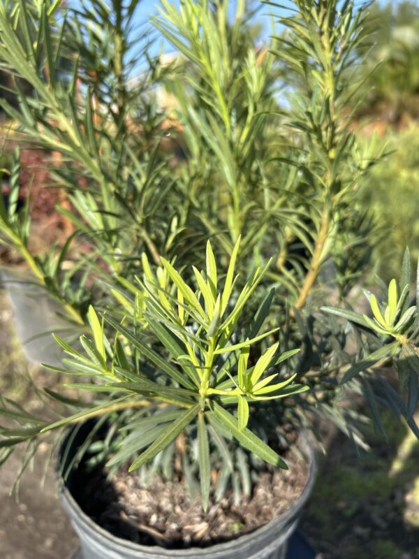 Podocarpus