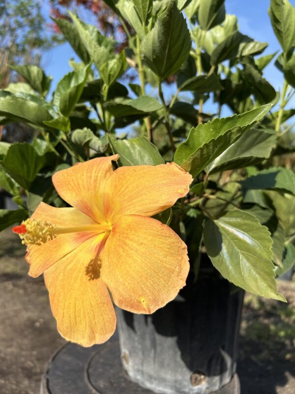 Peach Hibiscus Bush