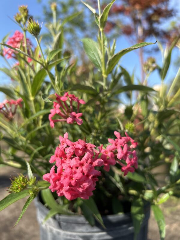 Panama Rose