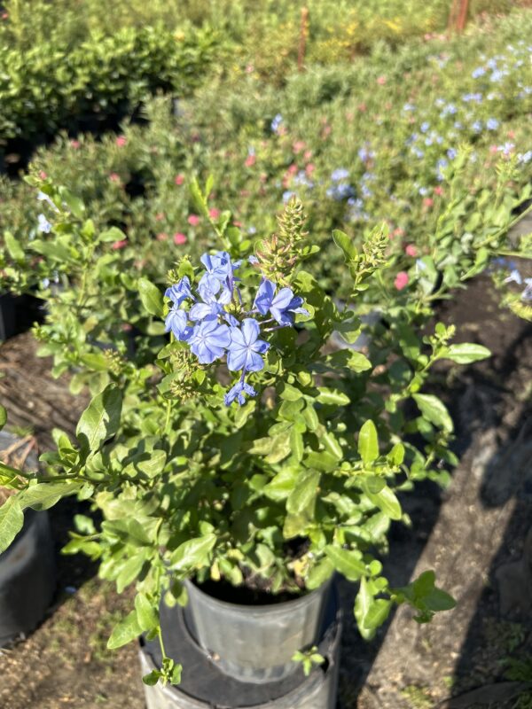 Plumbago Blue