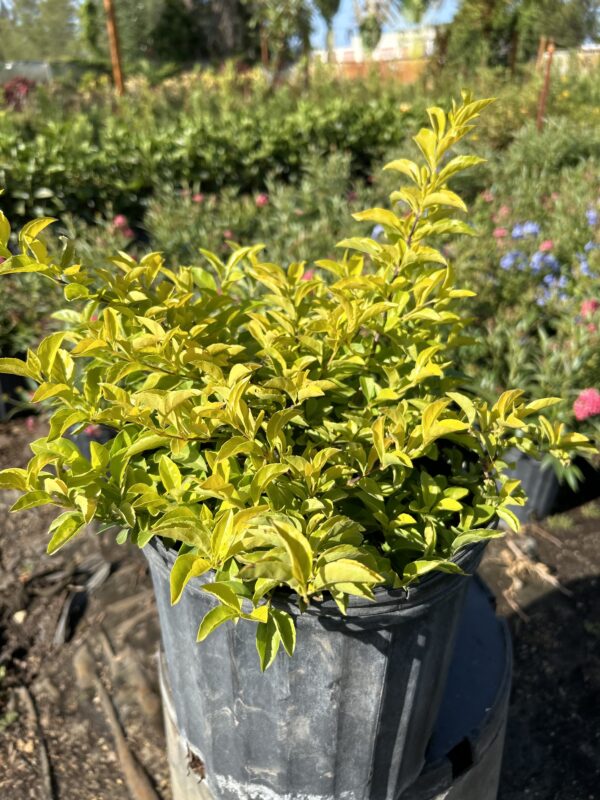 Gold Mound Duranta
