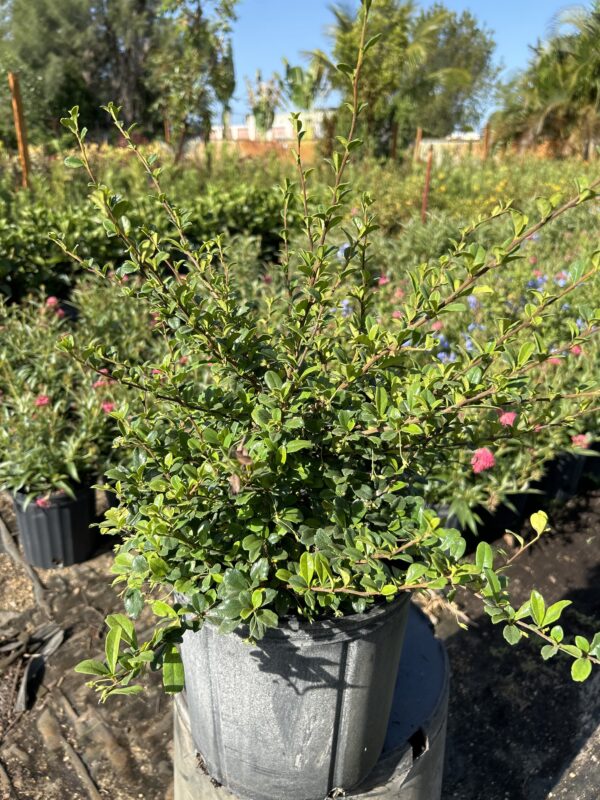Serissa