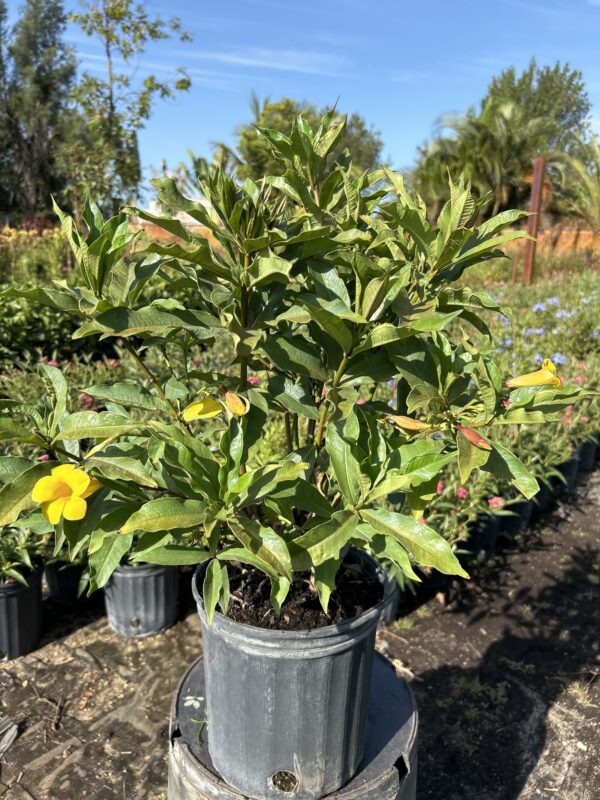 Allamanda Bush