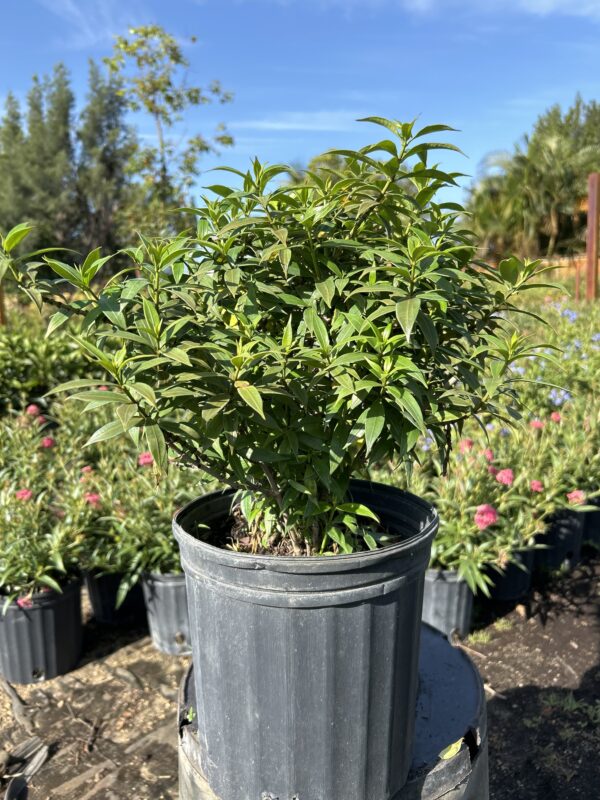Dwarf Allamanda Bush