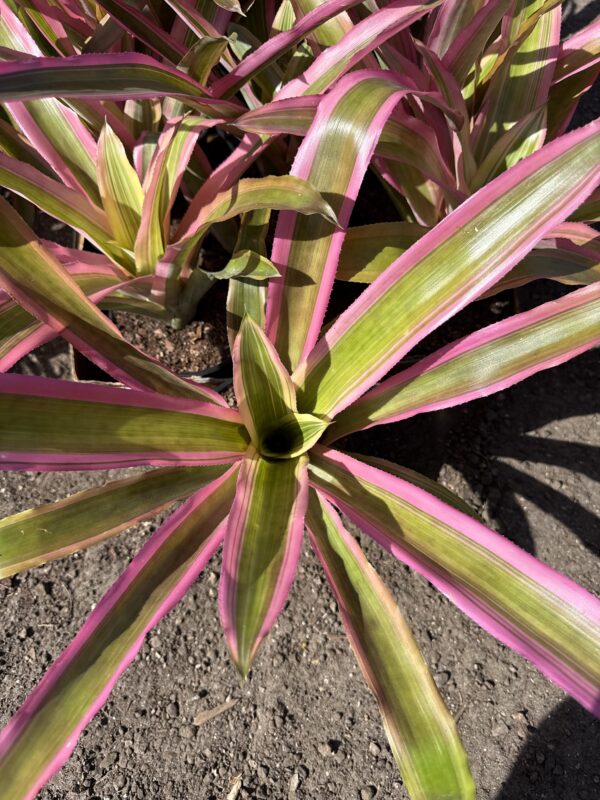 Mends Bromeliads
