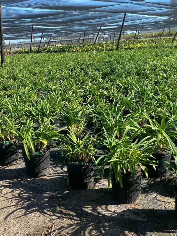Agapanthus