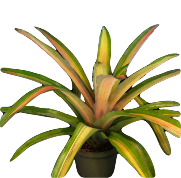 Alvarez Bromeliad