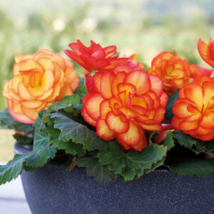 Seasonal Flowers