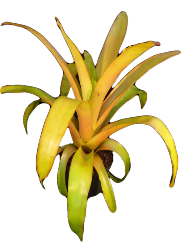 Blanchetiana Bromeliads