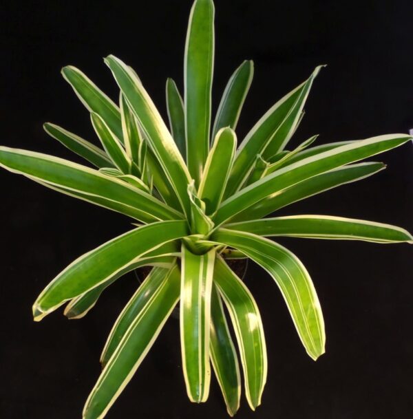 Bossa Nova Bromeliads