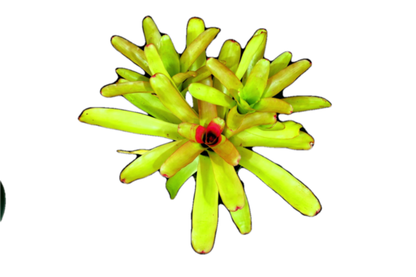 Compacta Bromeliads