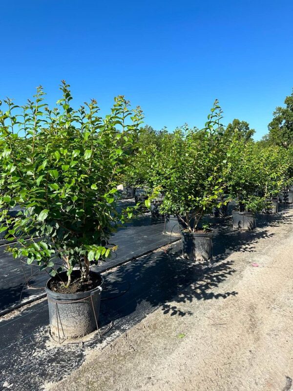 Crape Myrtle