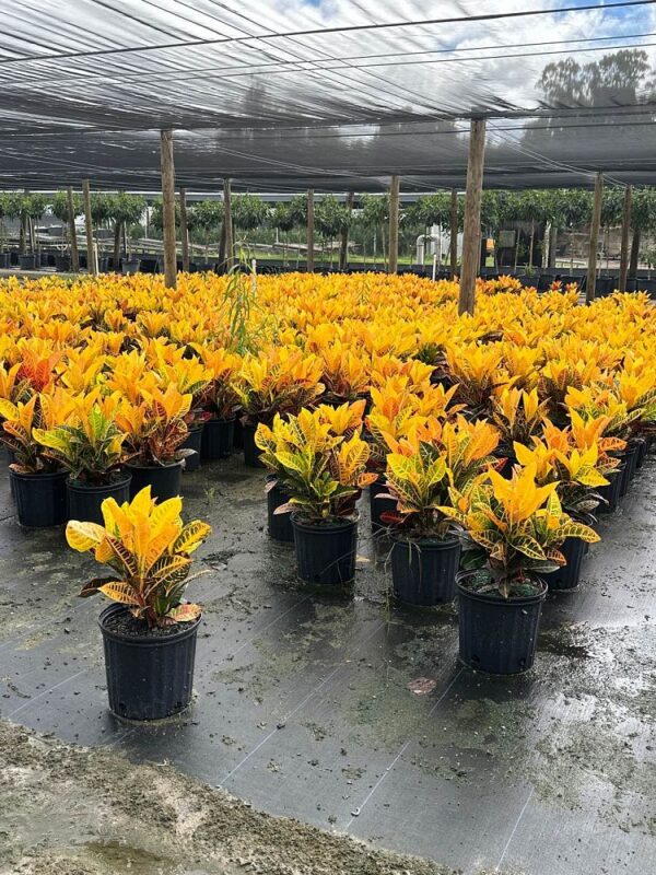 Croton