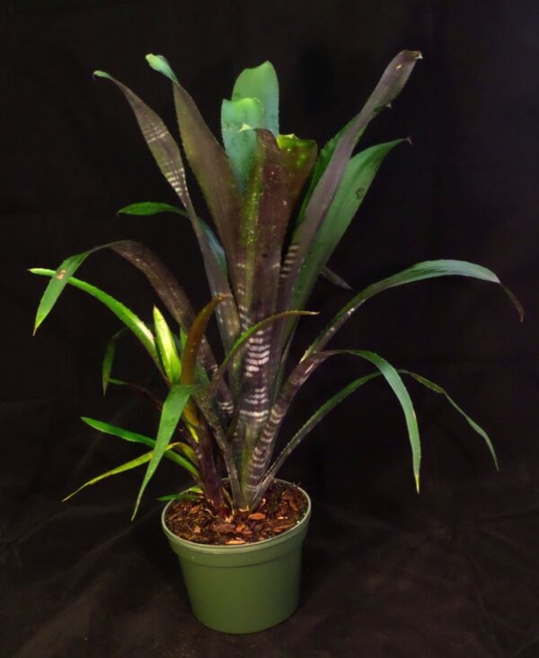 Darth Vader Bromeliads