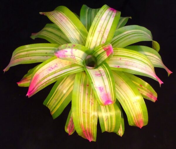 Derolf Bromeliads